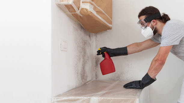 Basement Mold Remediation treatment on basement walls in Reisterstown
